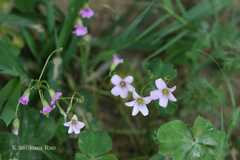 Oxalis dehradunensis